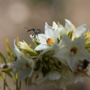 Meriphus fullo at Acton, ACT - 13 Nov 2020 12:47 PM