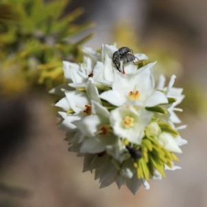 Meriphus fullo at Acton, ACT - 13 Nov 2020 12:47 PM