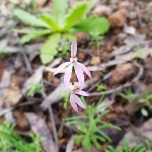 Caladenia carnea at Coree, ACT - 20 Sep 2020