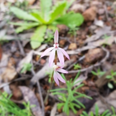 Caladenia carnea (Pink Fingers) at Coree, ACT - 20 Sep 2020 by byomonkey