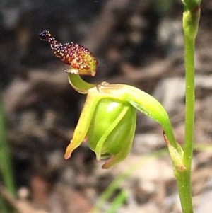 Caleana minor at Downer, ACT - 14 Nov 2020