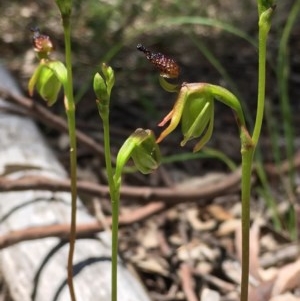 Caleana minor at Downer, ACT - 14 Nov 2020