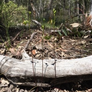 Caleana minor at Downer, ACT - suppressed