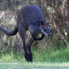 Wallabia bicolor (Swamp Wallaby) at Albury - 13 Nov 2020 by Kyliegw