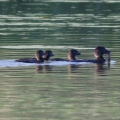 Biziura lobata (Musk Duck) at Splitters Creek, NSW - 13 Nov 2020 by Kyliegw