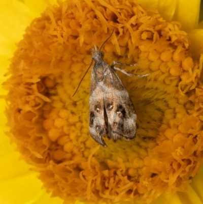 Tebenna micalis (Small Thistle Moth) at Acton, ACT - 13 Nov 2020 by Roger