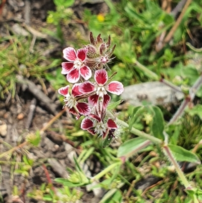 Silene gallica (French Catchfly) at Wyndham, NSW - 13 Nov 2020 by JoyGeorgeson