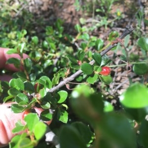 Cotoneaster microphyllus at O'Malley, ACT - 14 Nov 2020