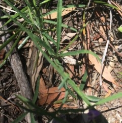 Glycine clandestina (Twining Glycine) at O'Malley, ACT - 14 Nov 2020 by Tapirlord