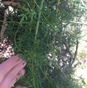 Clematis leptophylla at O'Malley, ACT - 14 Nov 2020