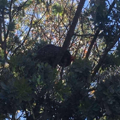 Callocephalon fimbriatum (Gang-gang Cockatoo) at O'Malley, ACT - 14 Nov 2020 by Tapirlord