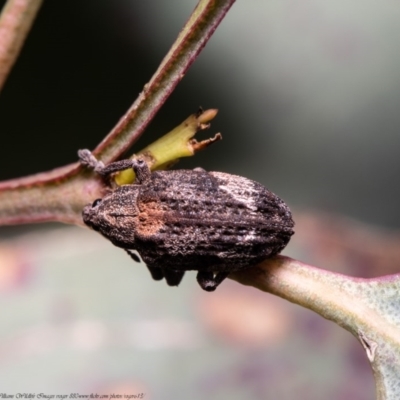 Oxyops fasciatus (A weevil) at Holt, ACT - 10 Nov 2020 by Roger