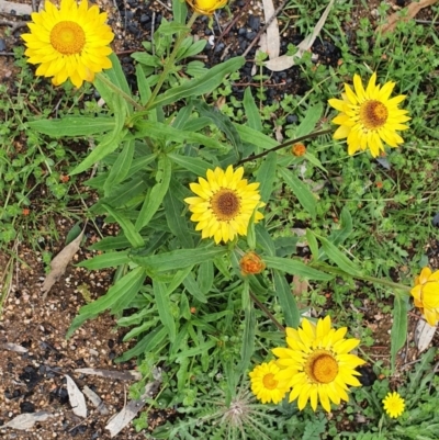 Xerochrysum bracteatum (Golden Everlasting) at Wyndham, NSW - 17 Oct 2020 by JoyGeorgeson