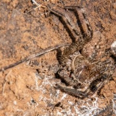 Neosparassus calligaster (Beautiful Badge Huntsman) at Jerrabomberra, ACT - 11 Nov 2020 by SWishart