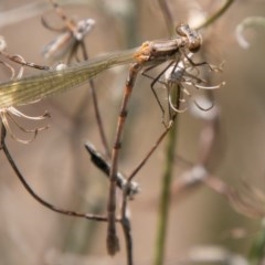 Austrolestes leda at Symonston, ACT - 11 Nov 2020