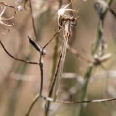 Austrolestes leda at Symonston, ACT - 11 Nov 2020