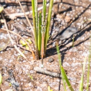 Ischnura aurora at Symonston, ACT - 11 Nov 2020