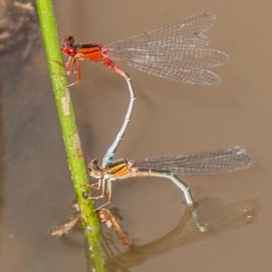 Xanthagrion erythroneurum at Symonston, ACT - 11 Nov 2020