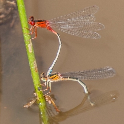 Xanthagrion erythroneurum (Red & Blue Damsel) at Symonston, ACT - 11 Nov 2020 by SWishart