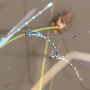 Austrolestes leda at Jerrabomberra, ACT - 11 Nov 2020