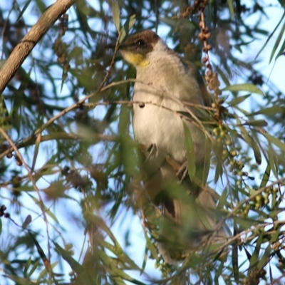 Philemon citreogularis (Little Friarbird) at Albury - 13 Nov 2020 by Kyliegw