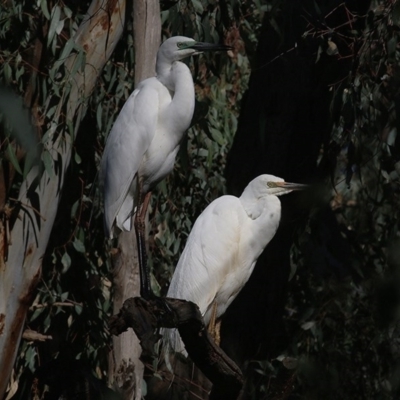 Ardea alba (Great Egret) at Splitters Creek, NSW - 13 Nov 2020 by Kyliegw