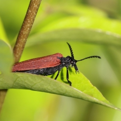 Porrostoma rhipidium (Long-nosed Lycid (Net-winged) beetle) at Higgins, ACT - 9 Nov 2020 by AlisonMilton