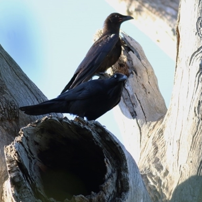 Corvus coronoides (Australian Raven) at Albury - 13 Nov 2020 by Kyliegw