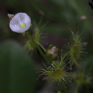 Drosera gunniana at Acton, ACT - 13 Nov 2020