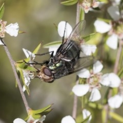 Rutilia (Chrysorutilia) sp. (genus & subgenus) (A Bristle Fly) at Acton, ACT - 9 Nov 2020 by AlisonMilton