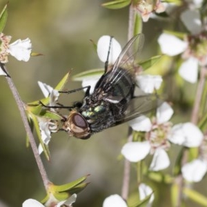 Rutilia (Chrysorutilia) sp. (genus & subgenus) at Acton, ACT - 10 Nov 2020