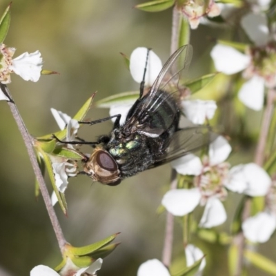 Rutilia (Chrysorutilia) sp. (genus & subgenus) (A Bristle Fly) at Acton, ACT - 9 Nov 2020 by AlisonMilton