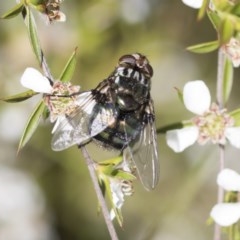 Rutilia (Chrysorutilia) sp. (genus & subgenus) at Acton, ACT - 10 Nov 2020