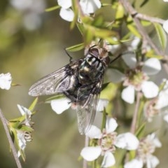 Rutilia (Chrysorutilia) sp. (genus & subgenus) at Acton, ACT - 10 Nov 2020