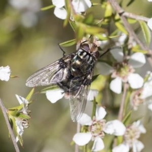 Rutilia (Chrysorutilia) sp. (genus & subgenus) at Acton, ACT - 10 Nov 2020