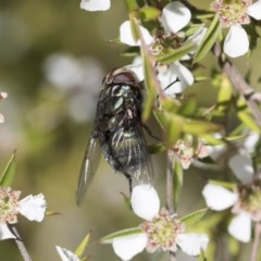 Rutilia (Chrysorutilia) sp. (genus & subgenus) at Acton, ACT - 10 Nov 2020