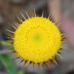 Coronidium oxylepis subsp. lanatum (Woolly Pointed Everlasting) at O'Connor, ACT - 13 Nov 2020 by ConBoekel