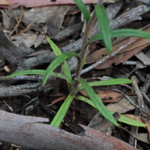 Coronidium oxylepis subsp. lanatum at O'Connor, ACT - 13 Nov 2020 10:46 AM