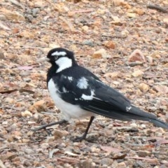 Grallina cyanoleuca (Magpie-lark) at O'Connor, ACT - 13 Nov 2020 by ConBoekel