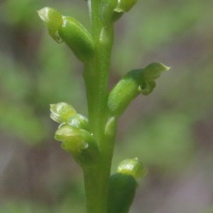 Microtis parviflora at O'Connor, ACT - suppressed