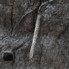 Psychidae (family) IMMATURE (Unidentified case moth or bagworm) at O'Connor, ACT - 13 Nov 2020 by ConBoekel