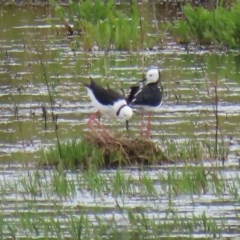 Himantopus leucocephalus (Pied Stilt) at Jerrabomberra Wetlands - 13 Nov 2020 by RodDeb