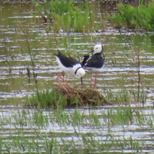 Himantopus leucocephalus at Fyshwick, ACT - 13 Nov 2020