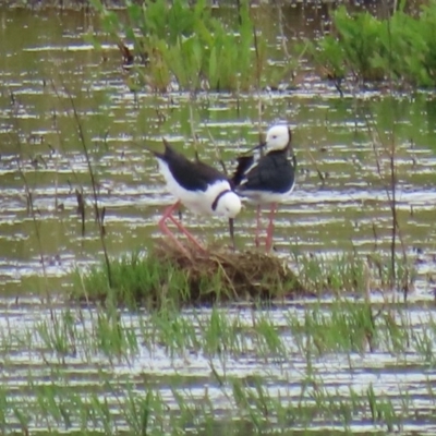 Himantopus leucocephalus (Pied Stilt) at Jerrabomberra Wetlands - 13 Nov 2020 by RodDeb