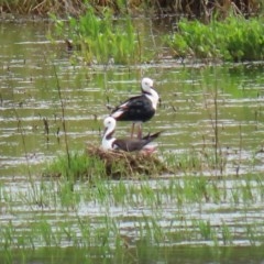 Himantopus leucocephalus at Fyshwick, ACT - 13 Nov 2020