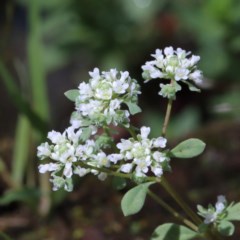 Poranthera microphylla (Small Poranthera) at O'Connor, ACT - 13 Nov 2020 by ConBoekel