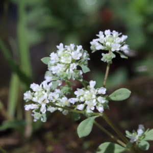 Poranthera microphylla at O'Connor, ACT - 13 Nov 2020