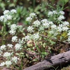 Poranthera microphylla at O'Connor, ACT - 13 Nov 2020