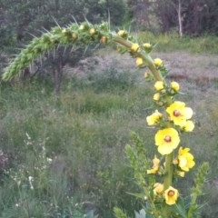 Verbascum virgatum (Green Mullein) at Tharwa, ACT - 14 Nov 2020 by michaelb