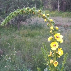 Verbascum virgatum at Tharwa, ACT - 14 Nov 2020